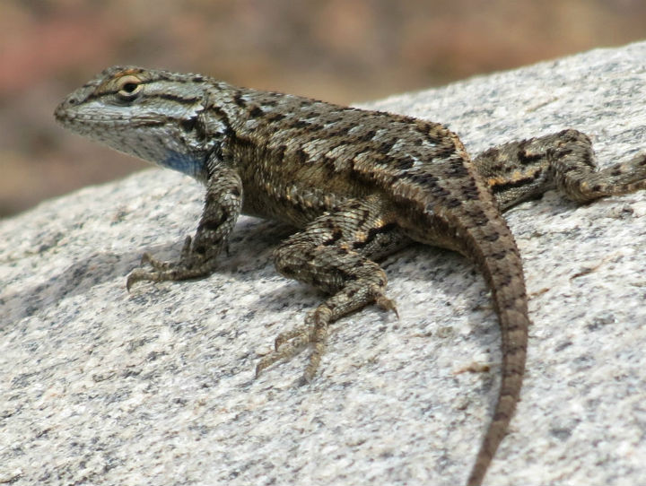 Plateau Fence Lizard
